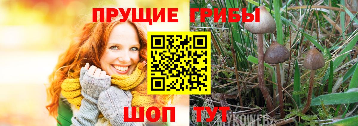 Псилоцибиновые грибы Cubensis Шахты